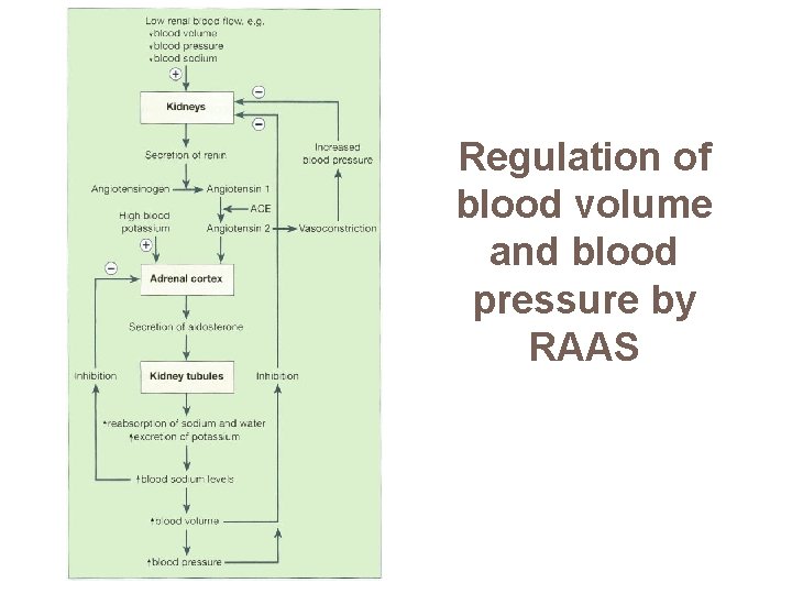 Regulation of blood volume and blood pressure by RAAS 
