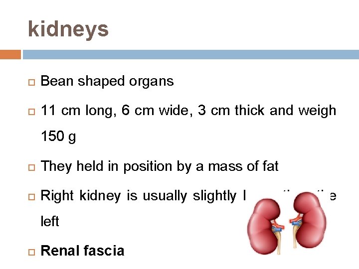 kidneys Bean shaped organs 11 cm long, 6 cm wide, 3 cm thick and