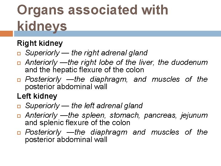 Organs associated with kidneys Right kidney Superiorly — the right adrenal gland Anteriorly —the