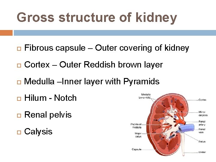 Gross structure of kidney Fibrous capsule – Outer covering of kidney Cortex – Outer