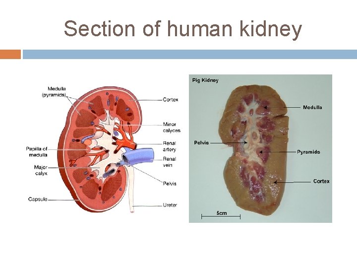 Section of human kidney 