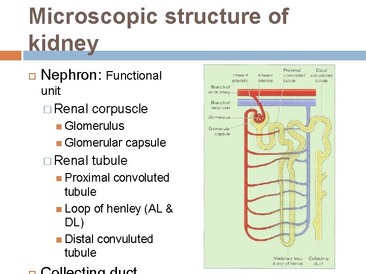 Microscopic structure of kidney Nephron: Functional unit � Renal corpuscle Glomerulus Glomerular � Renal