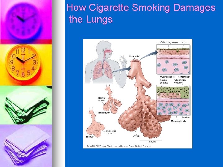 How Cigarette Smoking Damages the Lungs 