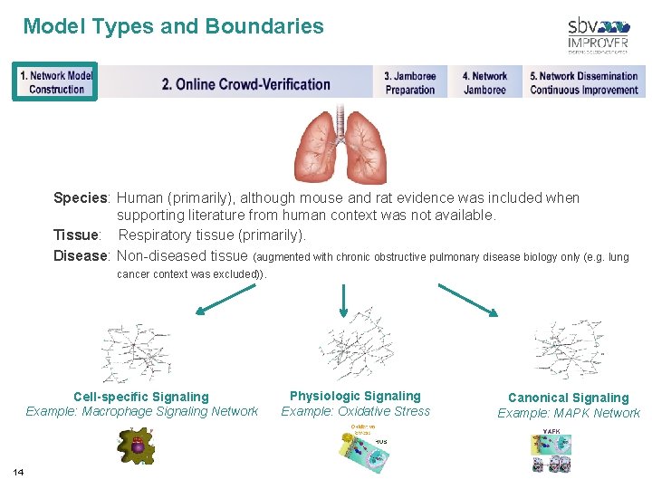 Model Types and Boundaries Species: Human (primarily), although mouse and rat evidence was included