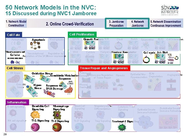 50 Network Models in the NVC: 15 Discussed during NVC 1 Jamboree Cell Proliferation