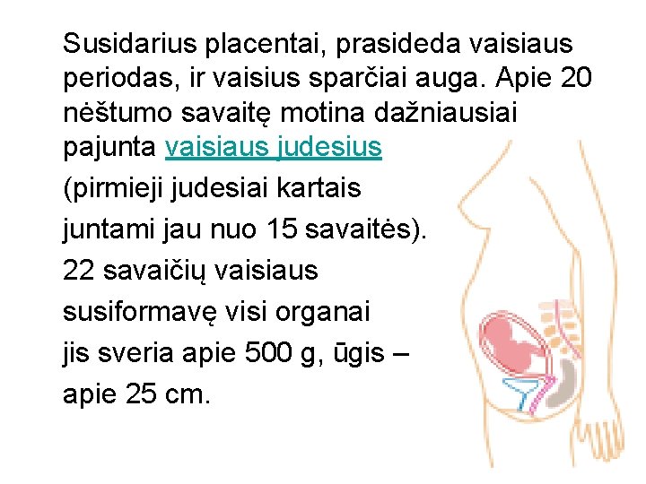 Susidarius placentai, prasideda vaisiaus periodas, ir vaisius sparčiai auga. Apie 20 nėštumo savaitę motina