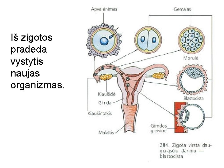 Iš zigotos pradeda vystytis naujas organizmas. 