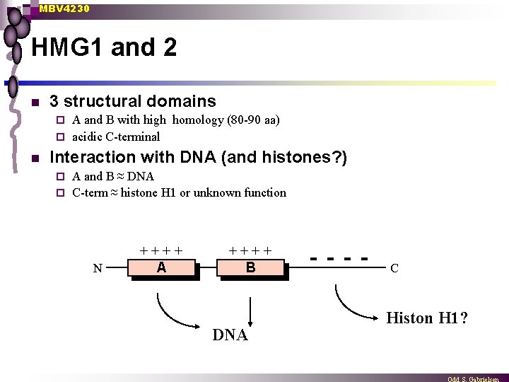 MBV 4230 HMG 1 and 2 n 3 structural domains A and B with