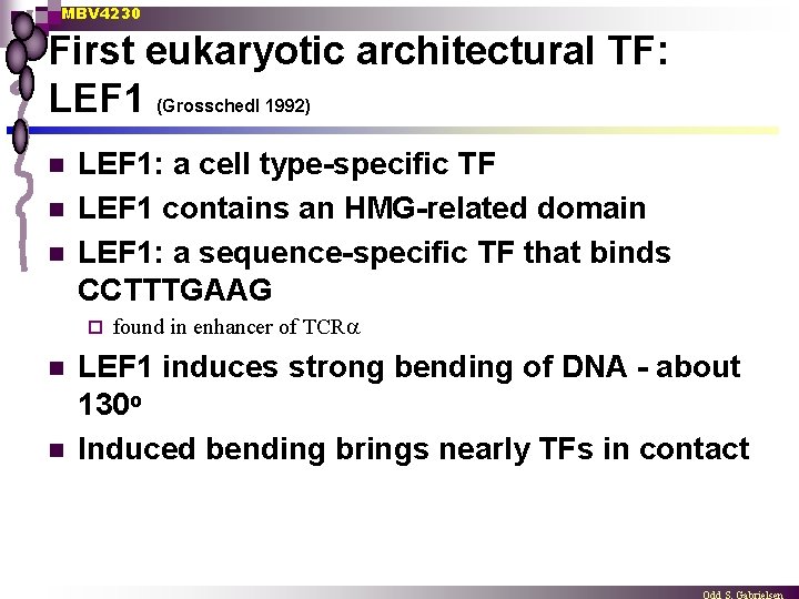 MBV 4230 First eukaryotic architectural TF: LEF 1 (Grosschedl 1992) n n n LEF