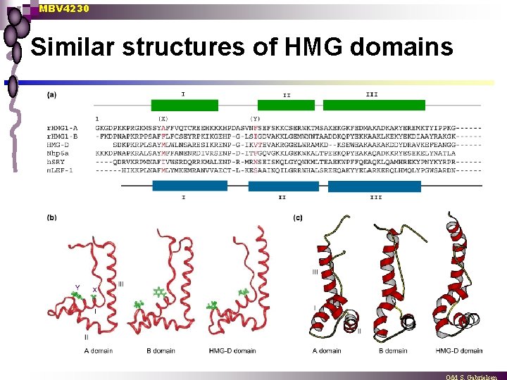 MBV 4230 Similar structures of HMG domains 