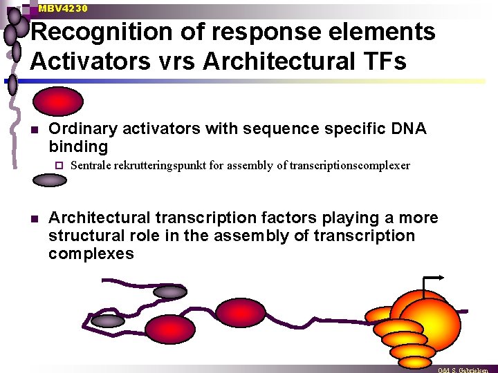 MBV 4230 Recognition of response elements Activators vrs Architectural TFs n Ordinary activators with