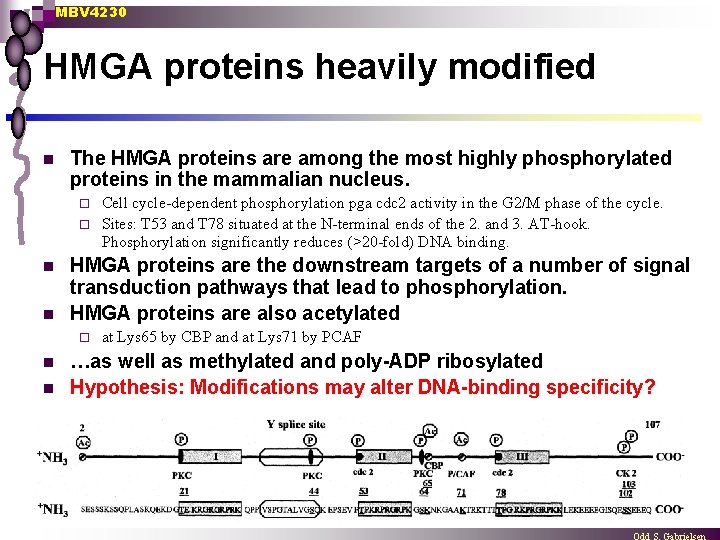 MBV 4230 HMGA proteins heavily modified n The HMGA proteins are among the most