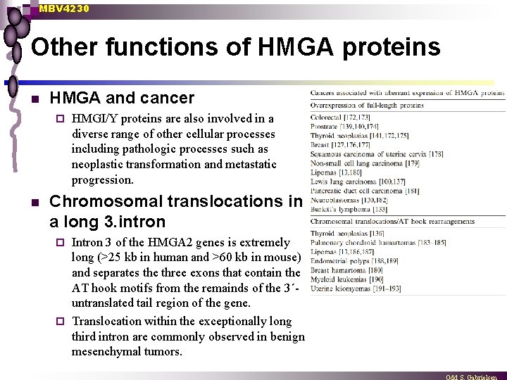 MBV 4230 Other functions of HMGA proteins n HMGA and cancer ¨ n HMGI/Y