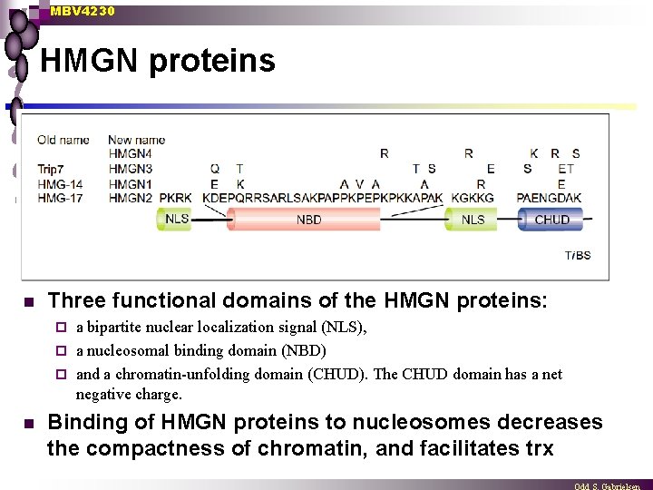 MBV 4230 HMGN proteins n Three functional domains of the HMGN proteins: a bipartite