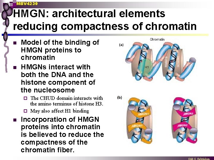 MBV 4230 HMGN: architectural elements reducing compactness of chromatin n n Model of the