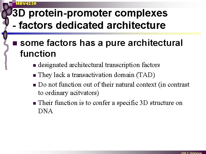 MBV 4230 3 D protein-promoter complexes - factors dedicated architecture n some factors has