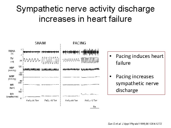 Sympathetic nerve activity discharge increases in heart failure SHAM PACING • Pacing induces heart