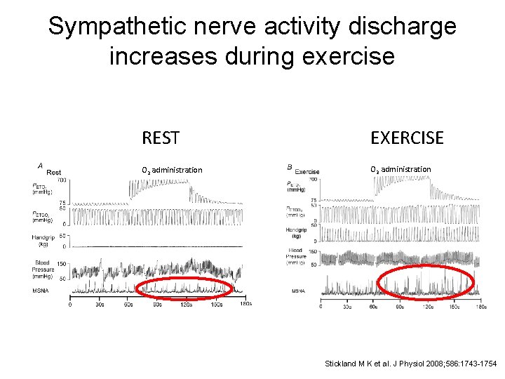 Sympathetic nerve activity discharge increases during exercise REST EXERCISE O 2 administration Stickland M