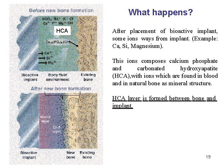 What happens? HCA After placement of bioactive implant, some ions ways from implant. (Example: