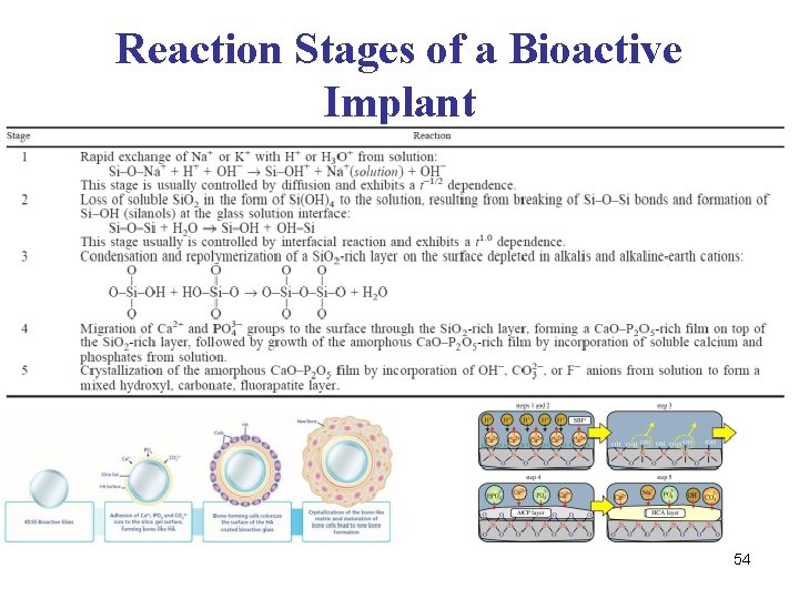 Reaction Stages of a Bioactive Implant 54 