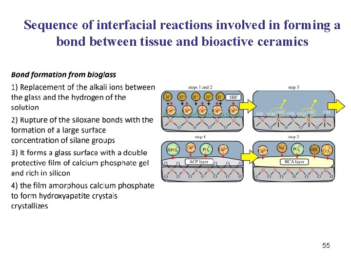 Sequence of interfacial reactions involved in forming a bond between tissue and bioactive ceramics