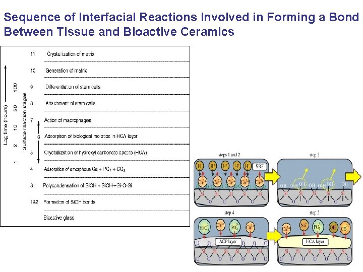 Sequence of Interfacial Reactions Involved in Forming a Bond Between Tissue and Bioactive Ceramics