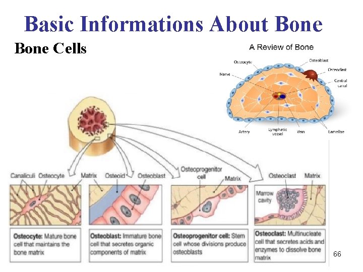 Basic Informations About Bone Cells 66 