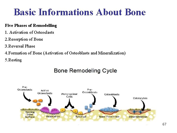 Basic Informations About Bone Five Phases of Remodelling 1. Activation of Osteoclasts 2. Resorption