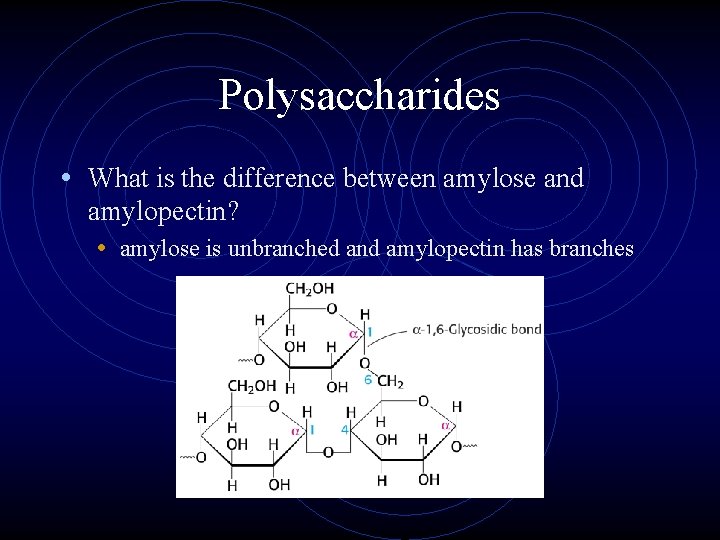 Polysaccharides • What is the difference between amylose and amylopectin? • amylose is unbranched