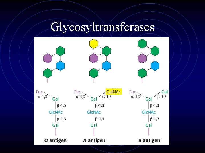 Glycosyltransferases 