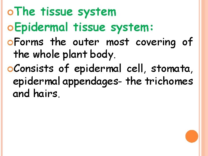  The tissue system Epidermal tissue system: Forms the outer most covering of the