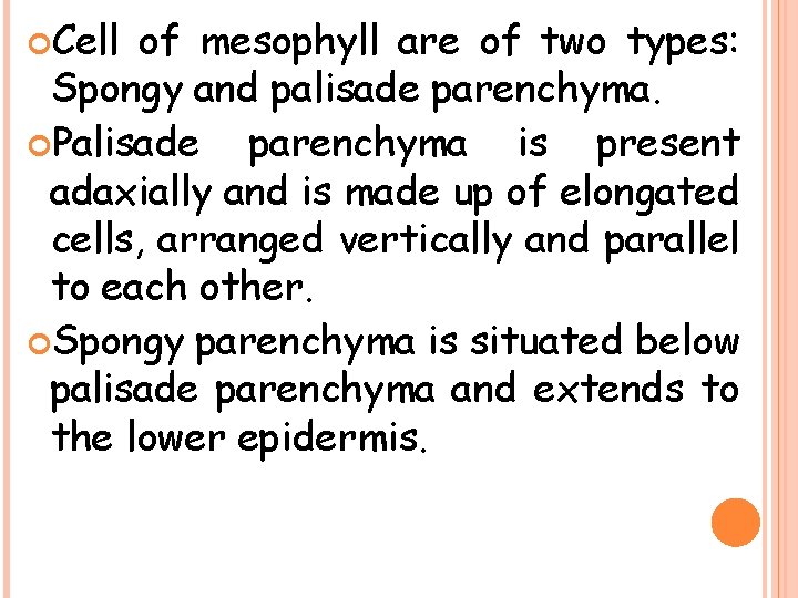  Cell of mesophyll are of two types: Spongy and palisade parenchyma. Palisade parenchyma