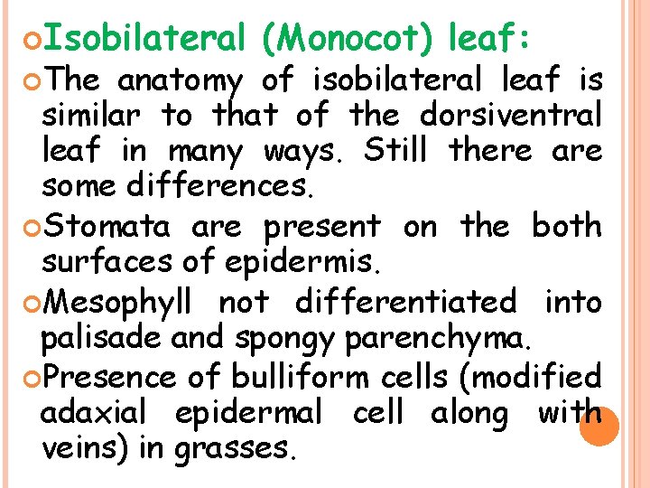  Isobilateral The (Monocot) leaf: anatomy of isobilateral leaf is similar to that of