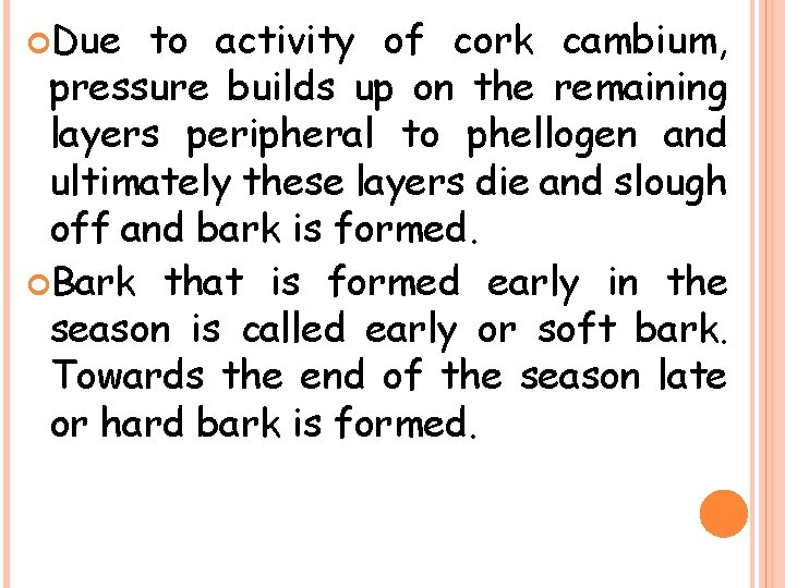  Due to activity of cork cambium, pressure builds up on the remaining layers