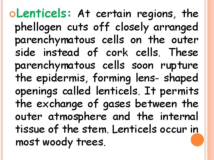 Lenticels: At certain regions, the phellogen cuts off closely arranged parenchymatous cells on Lenticels: At certain regions, the phellogen cuts off closely arranged parenchymatous cells on