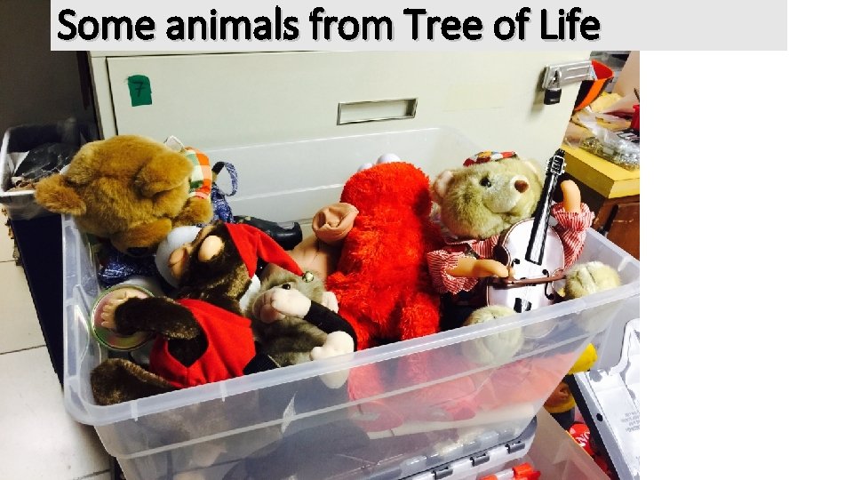 Some animals from Tree of Life 