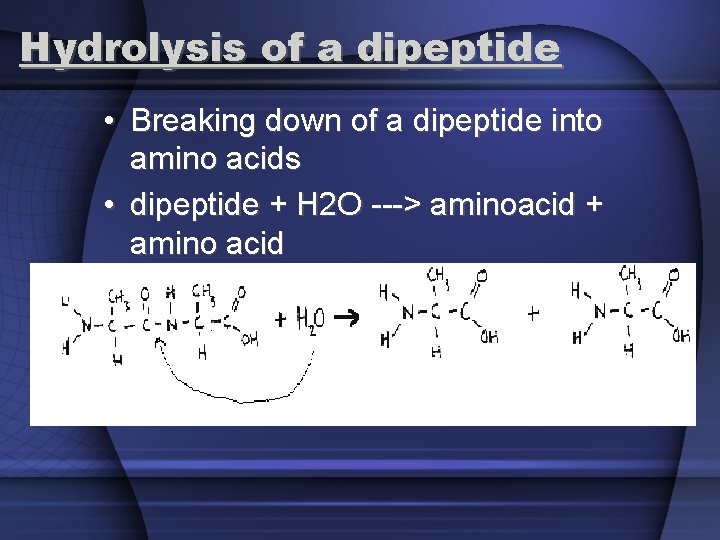 Hydrolysis of a dipeptide • Breaking down of a dipeptide into amino acids •