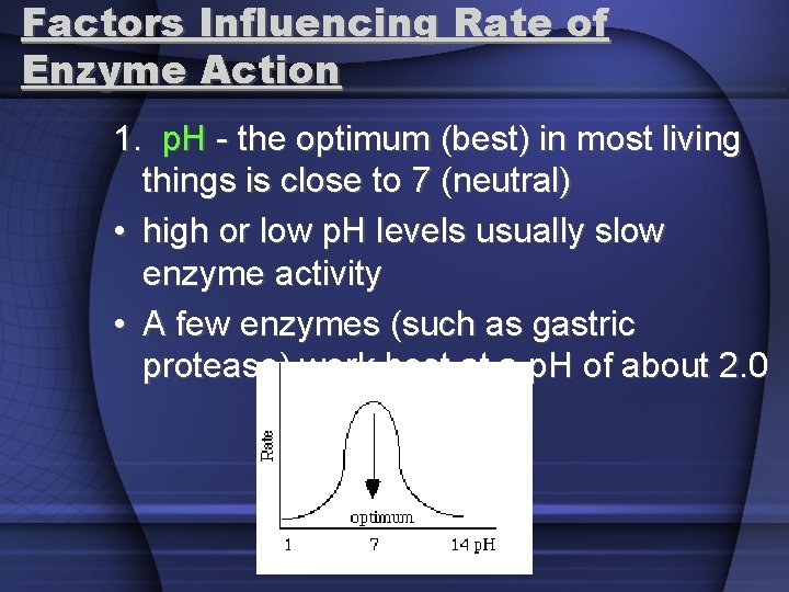 Factors Influencing Rate of Enzyme Action 1. p. H - the optimum (best) in