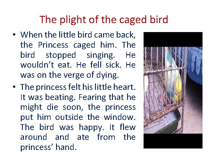 The plight of the caged bird • When the little bird came back, the