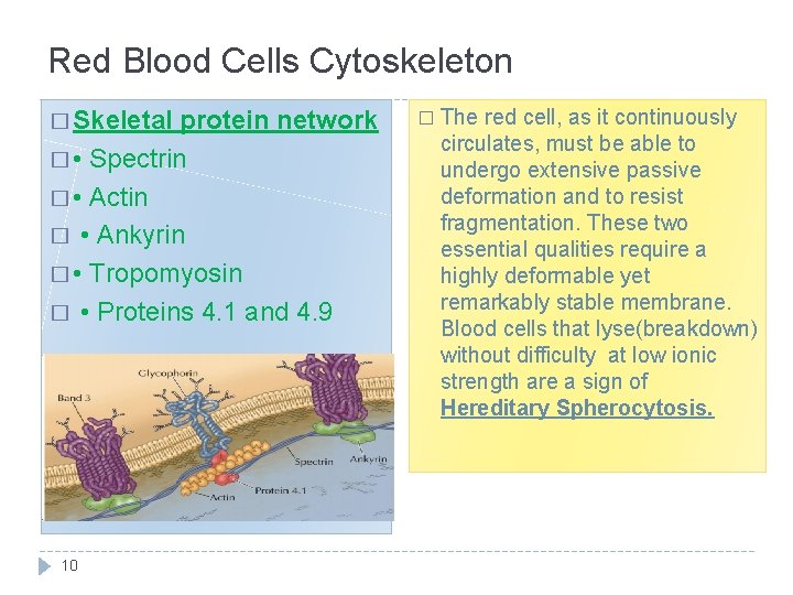 Red Blood Cells Cytoskeleton � Skeletal protein network � • Spectrin � • Actin