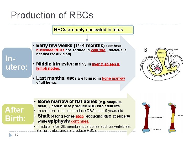 Production of RBCs are only nucleated in fetus • Early few weeks (1 st
