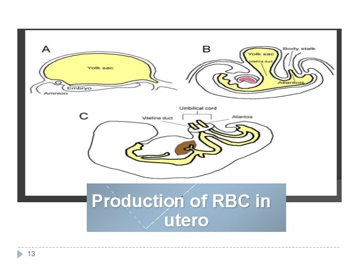 Production of RBC in utero 13 