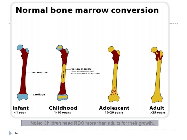 Note: Children need RBC more than adults for their growth. 14 