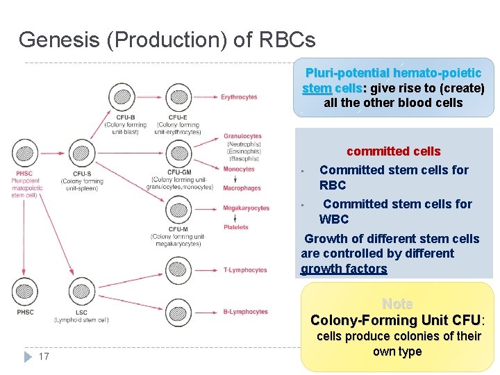 Genesis (Production) of RBCs Pluri-potential hemato-poietic stem cells: give rise to (create) : all