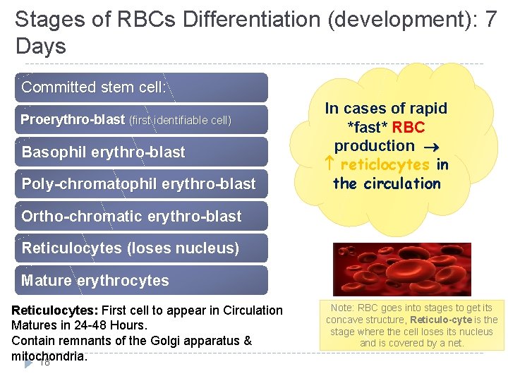 Stages of RBCs Differentiation (development): 7 Days Committed stem cell: Proerythro-blast (first identifiable cell)