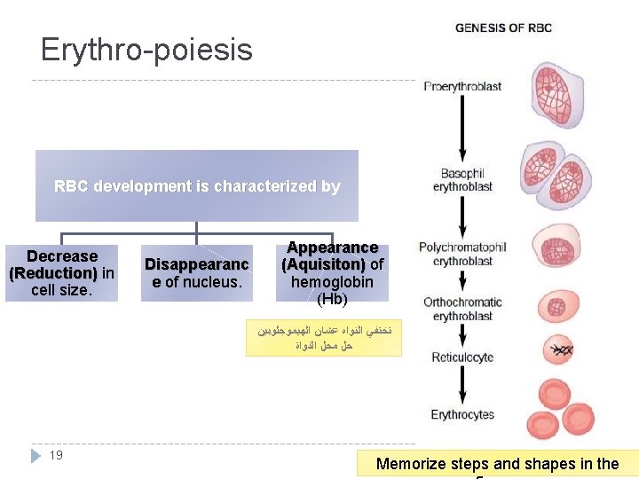 Erythro-poiesis RBC development is characterized by Decrease (Reduction) in (Reduction) cell size. Disappearanc e