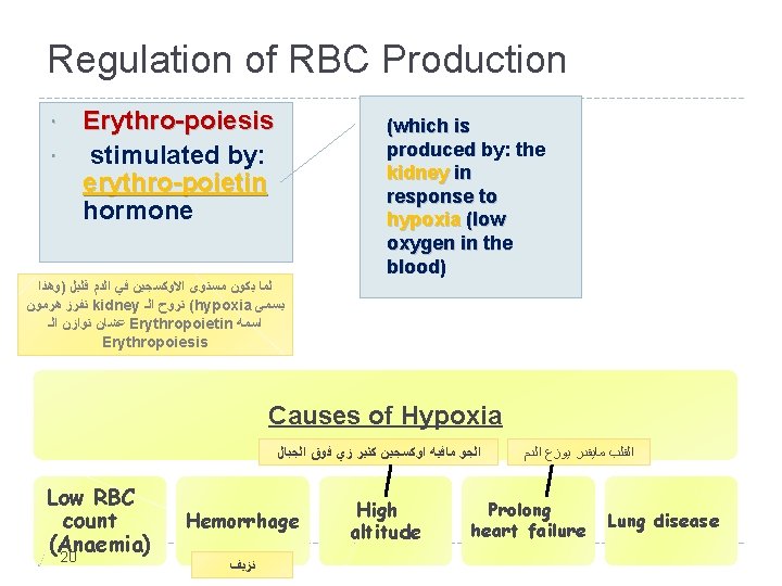 Regulation of RBC Production Erythro-poiesis stimulated by: erythro-poietin hormone (which is produced by: the