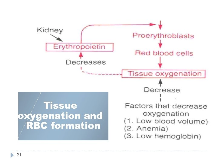 Tissue oxygenation and RBC formation 21 