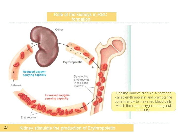 Role of the kidneys in RBC formation: Healthy kidneys produce a hormone called erythropoietin