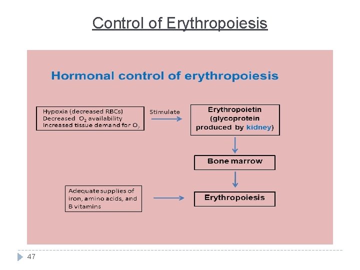 Control of Erythropoiesis 47 